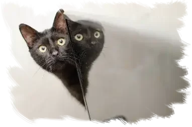 Eine Katze versteckt sich hinter einem Kühlschrank Wenn Katzen Ängste zeigen, sich verstecken, zurückziehen, scheu sind, dann: Stehen diese Tiere unter ständigem Stress. Und: Genau wie bei uns Menschen, ist Stress niemals gesund. Auch Katzen können erkranken: Depressionen, Blasenentzündungen, aggressives Verhalten sind nur einige Folgen.