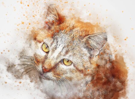 Der KatzenTalk für Katzenhalter und Katzenliebhaber Der KatzenTalk ist eine offene Gesprächsrunde ein Videomeeting. Hier kann der Katzenhalter fragen stellen zu den Themen Haltung, Ernährung, Krankheiten etc. Das, was ihm auf dem Herzen liegt. Ich, als zertifizierte Katzenpsychologin, beantworte die Fragen direkt online.