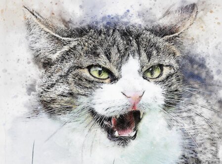 Hilfe durch die Katzenpsychologie wenn die Katze Probleme macht Fauchen, kratzen, beißen oder Stress im Mehrkatzenhaushalt. Hier hilft nur die professionelle Katzenpsychologie.