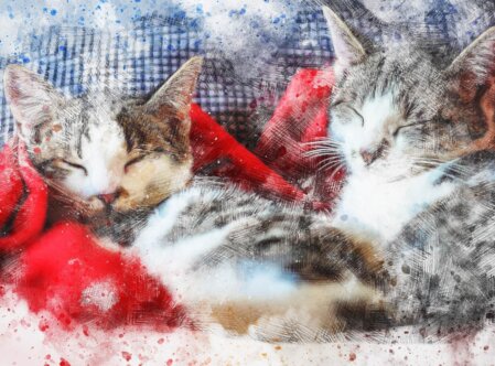 Optimierung der Katzenhaltung Als Katzenpsychologin kann ich bewusst die Bedürfnisse unserer Katzen einschätzen. Unsere Katzen sind immer noch nicht annähernd gezähmt und ihre wildlebenden Urahnen am nächsten. Darum entstehen Verhaltensprobleme, wenn die Katze kein artgerechtes Veralten ausleben kann