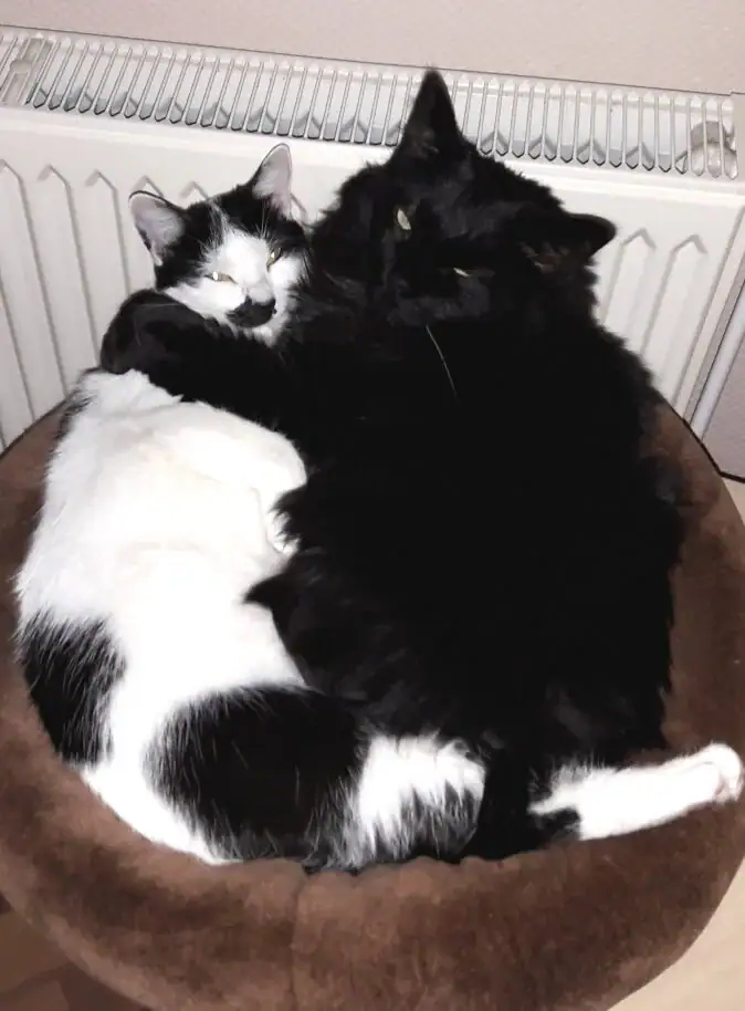eine schwarz weiße katze und eine schwarzhaarig langhaarkatze liegen in einem körbchen und kuscheln