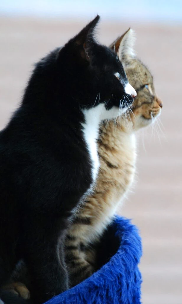 katzenverhalten verstehen damit harmonie im zuhause herrscht