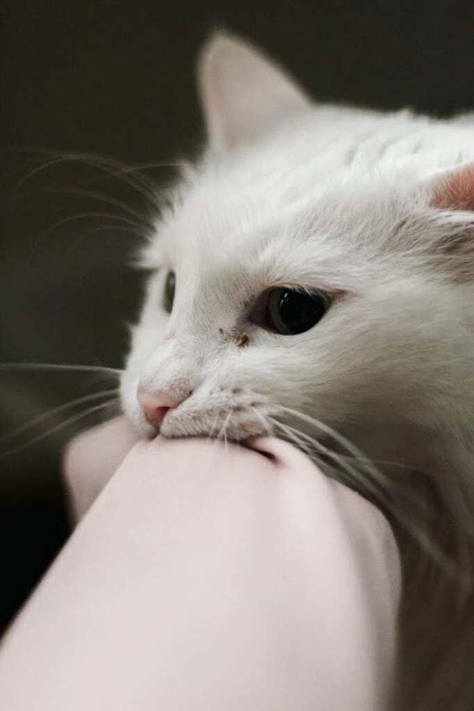 eine weiße katze beißt in einen ärmel. professionelle hilfe kann verhaltensprobleme beheben