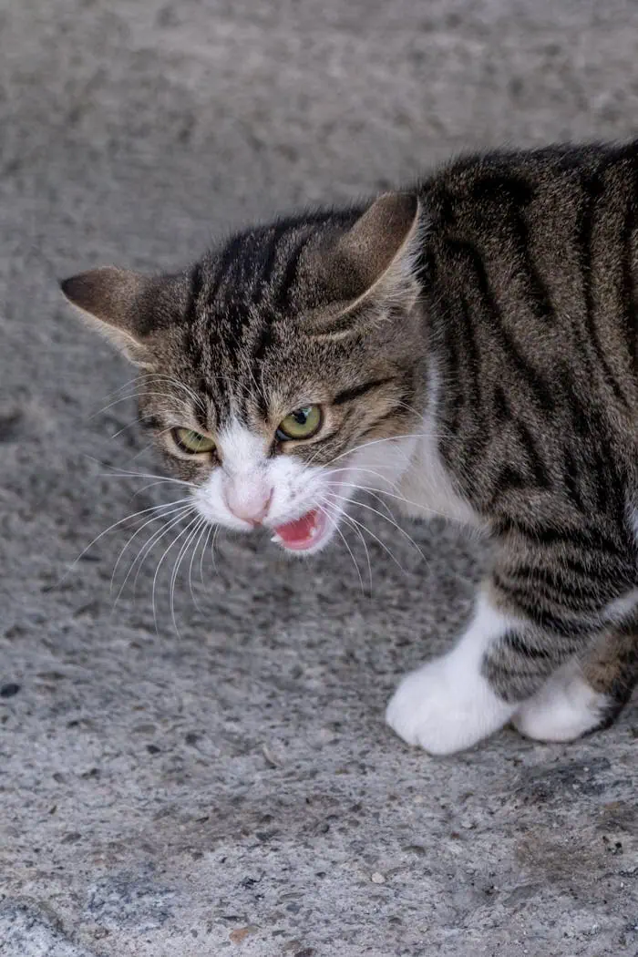 A close-up view of an aggressive tabby cat hissing on a concrete surface outdoors.