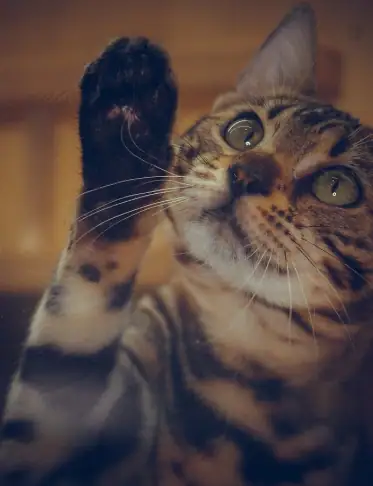 clicktraining für katzen