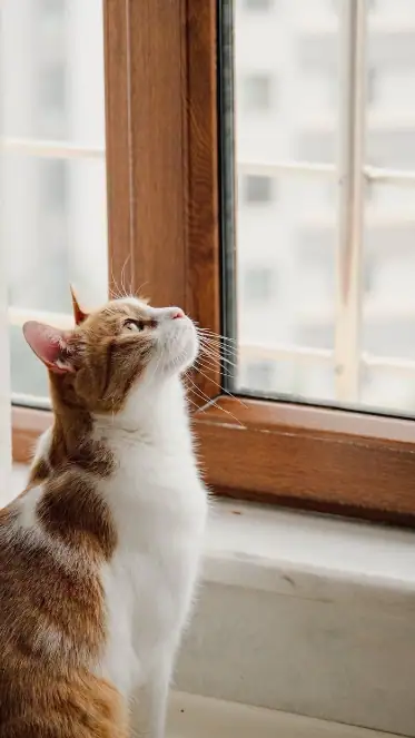 haltungsberatung für katzen