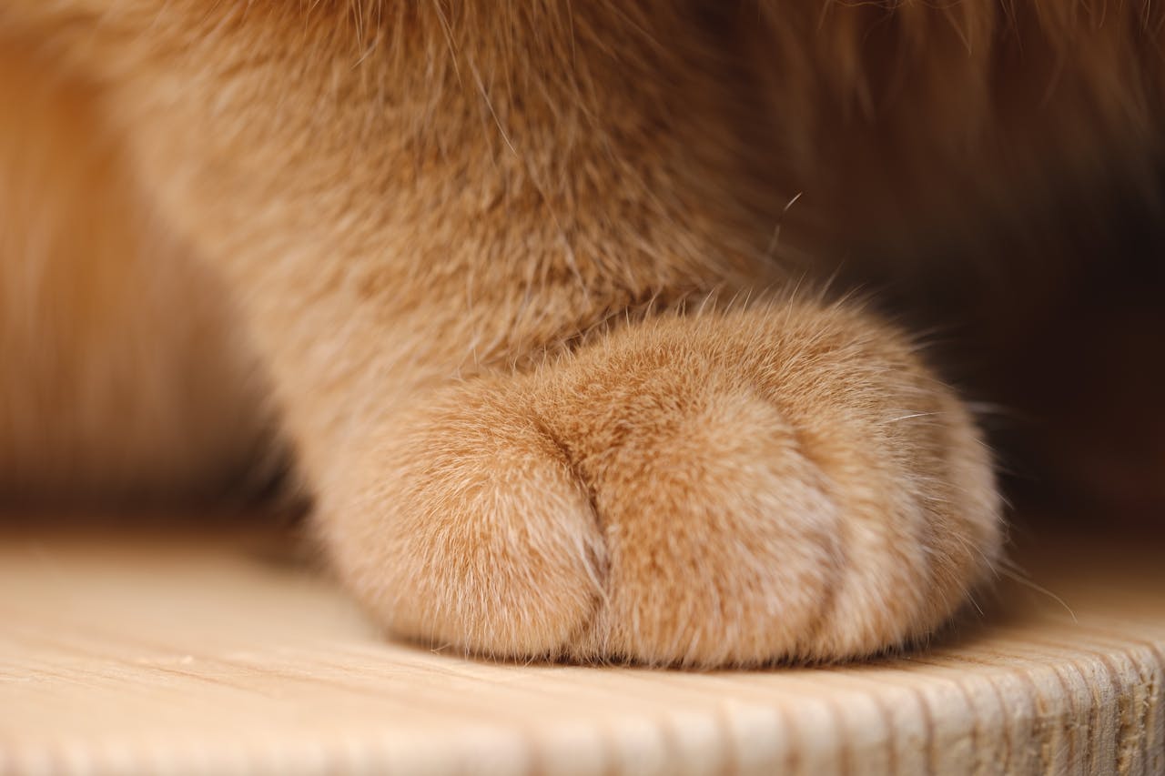 Detailed close-up of a ginger cat's paw resting on a wooden surface, showcasing its soft fur.