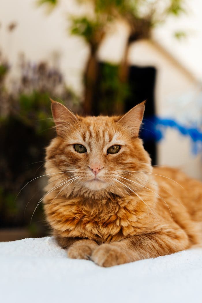 A charming ginger cat with fluffy fur relaxing outside on a sunny day, displaying a calm demeanor.