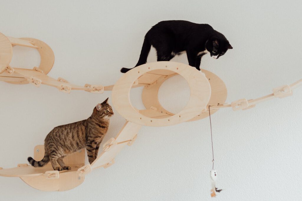 eine schwarze und eine braun getigerte katzen erkunden einen cat-walk
