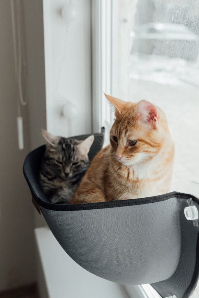 eine braun getigerte und eine rote katze sitzen gemeinsam in einer hängematte und schauen aus dem fenster